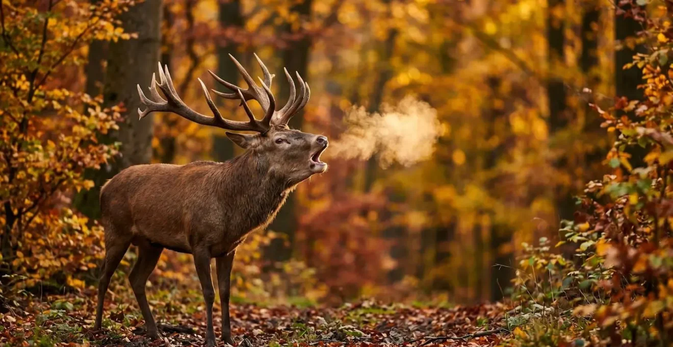 Cervo maschio con palchi sviluppati durante il periodo del bramito in autunno tra le faggete dorate