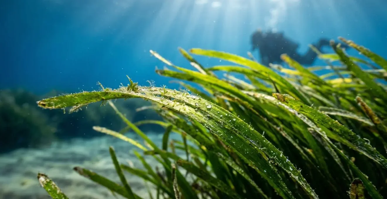 Subacqueo che esplora praterie di Posidonia oceanica con luce solare naturale filtrata dall'acqua cristallina