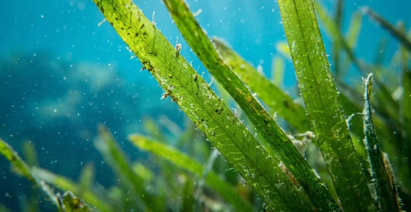 Dettaglio macro di prateria di Posidonia oceanica con foglie nastriformi verdi ondeggianti